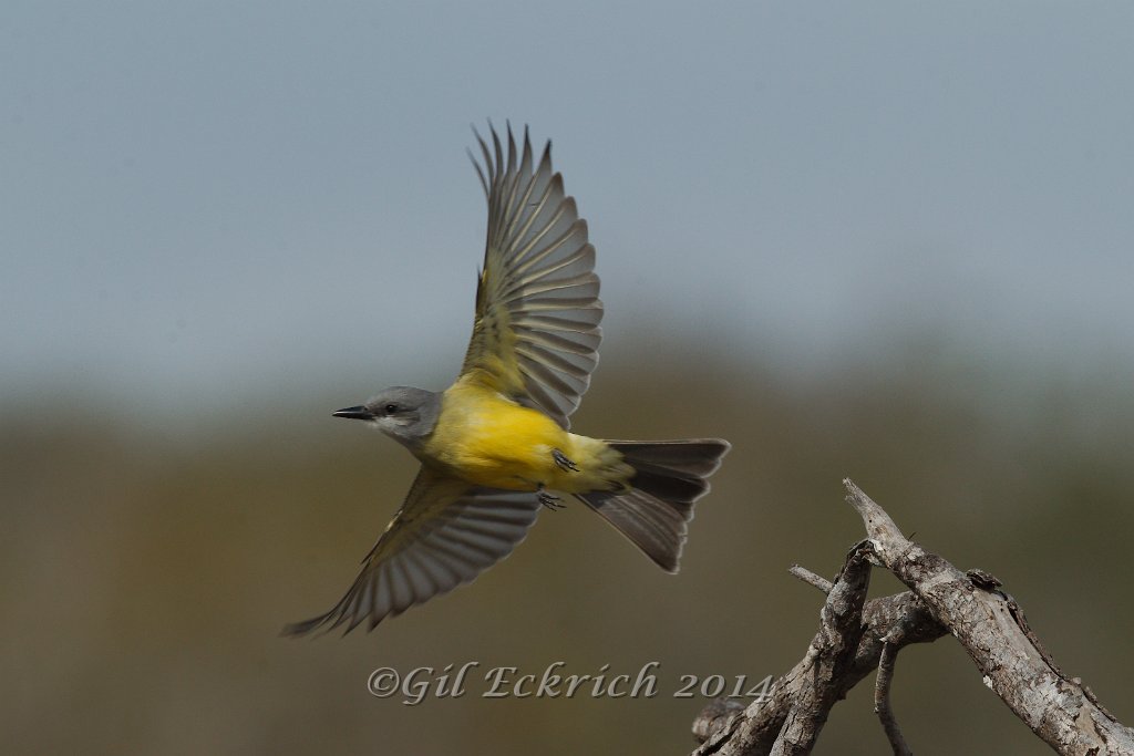 Tropical Kingbird 2014-01-25_3.jpg